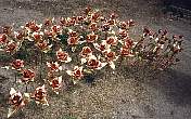 CORF97CopperRoses.jpg